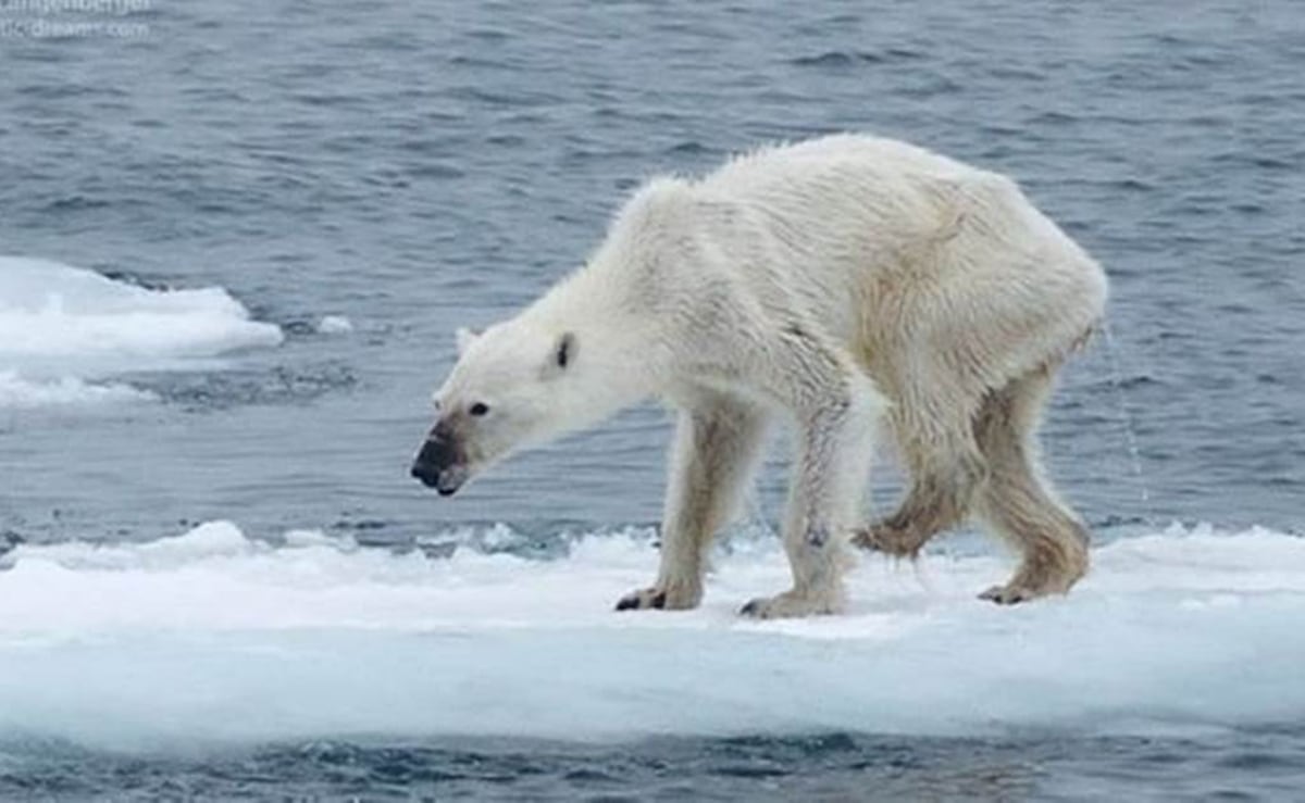 ¡LAMENTABLE! El oso polar y los arrecifes de coral no existirán para el año 2100
