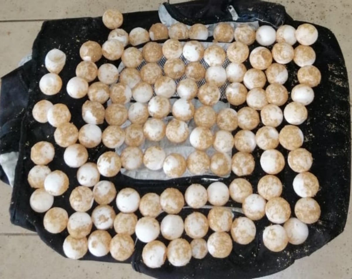 Aumenta el consumo de tortugas en medio de la pandemia de la covid-19 en Panamá