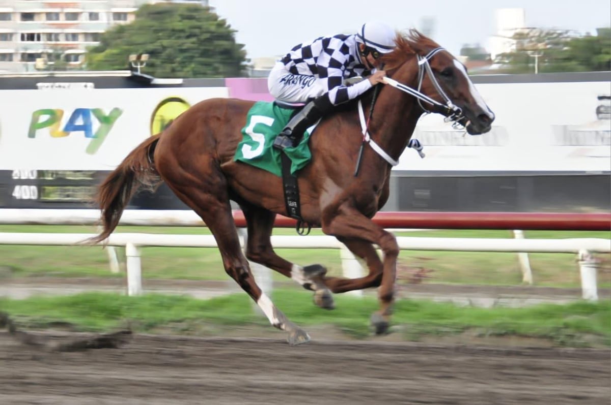 ‘Dandy Del Peligro’ arrasa en el Clásico Marco Justine Fernández del Hipódromo Remón