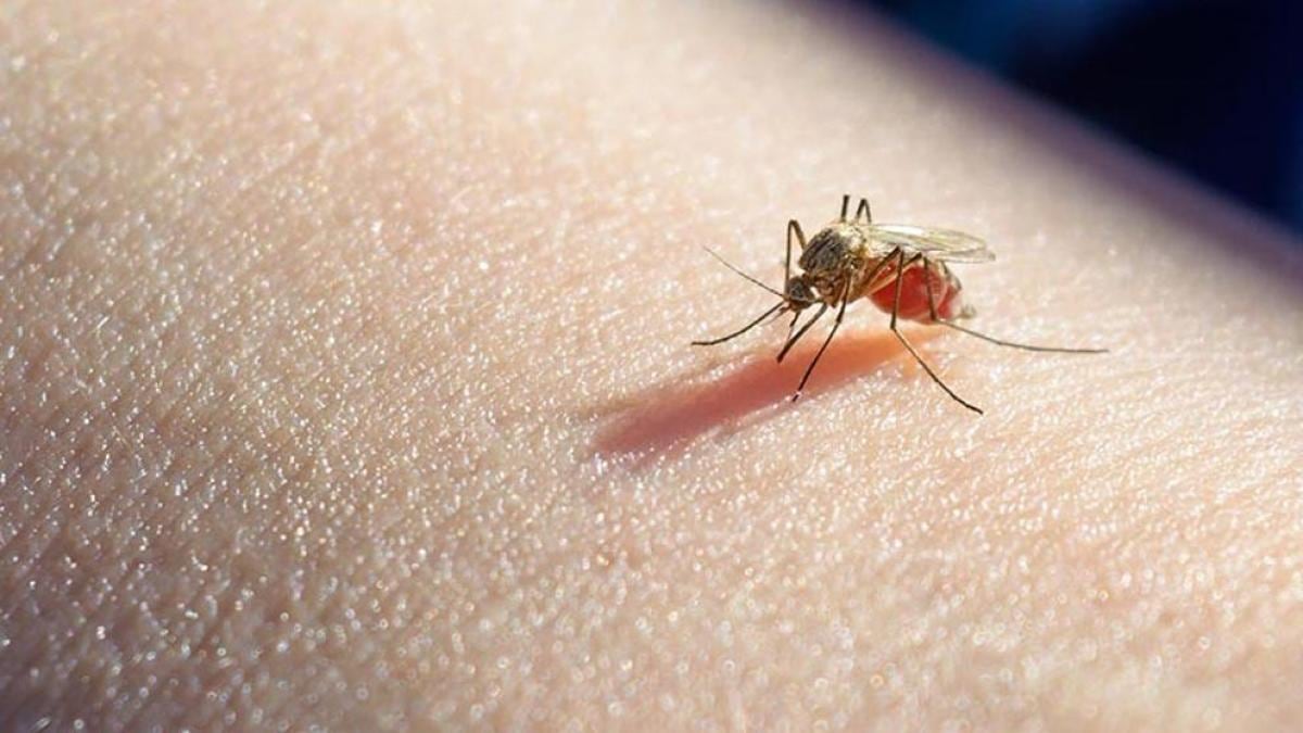 Tome precaución. Minsa reporta 6,108 casos de dengue y 4,569 de malaria en el país