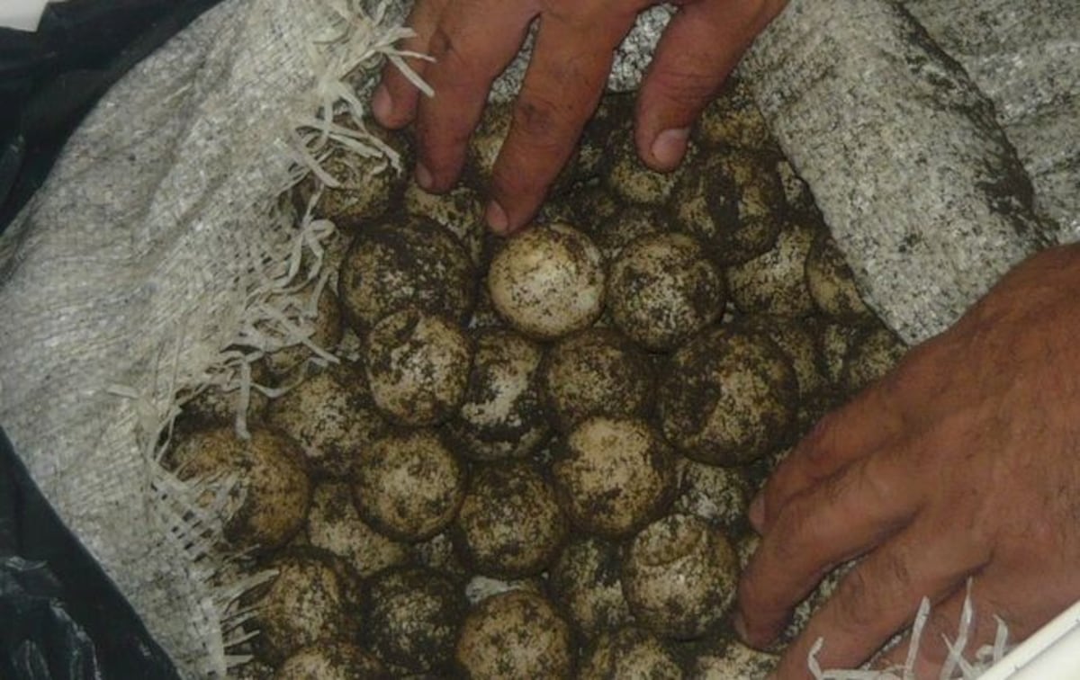 Por comercializar carne de especie protegidas dos hombres son investigados