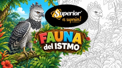 El águila harpía vuela en ‘Fauna del Istmo’: Mi Diario trae una lámina para colorear y aprender