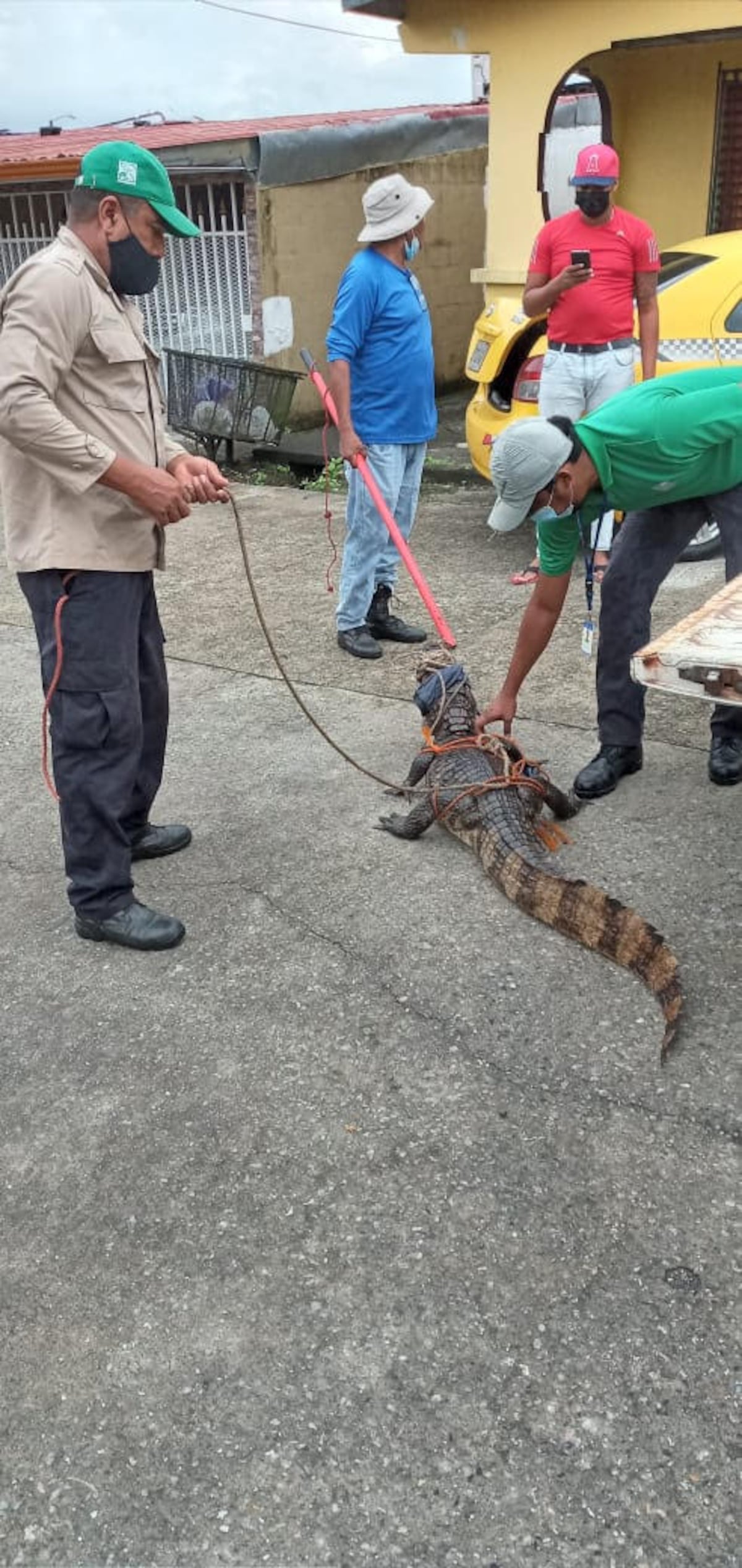 Lagarto se pone furioso por su captura y muerde a funcionario