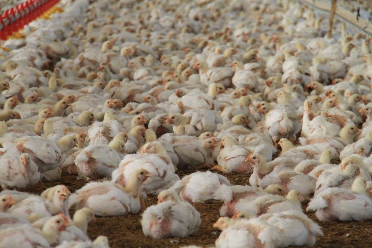 Decretan alerta zoosanitaria en Panamá ante posible riesgo de entrada de Influenza Aviar