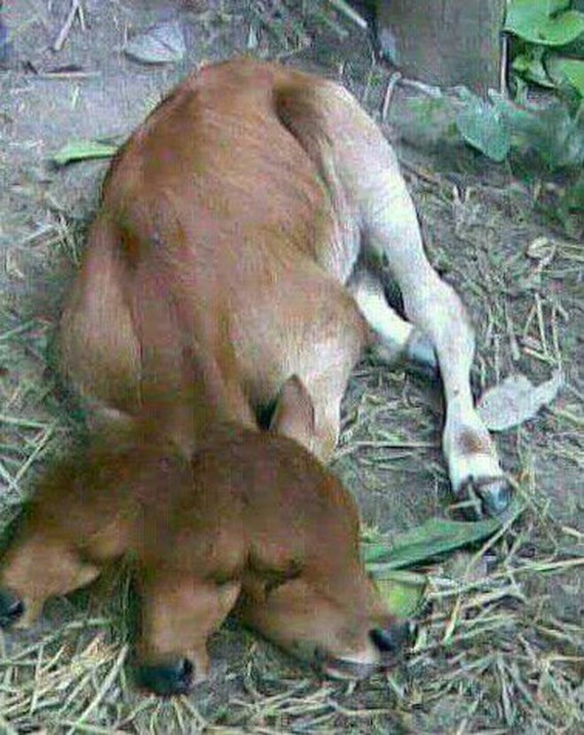 DE OTRA PLANETA. Nace ternero con tres cabezas en una finca en Natá 