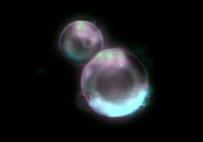 Célula sintética desafía la ciencia con un logro que genera dudas