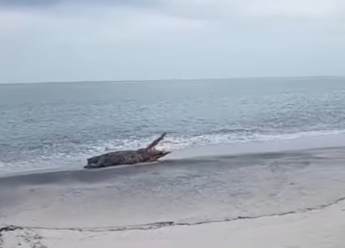 Enorme cocodrilo ‘toma el sol’ en la playa de Juan Hombrón, causando temor en los bañistas