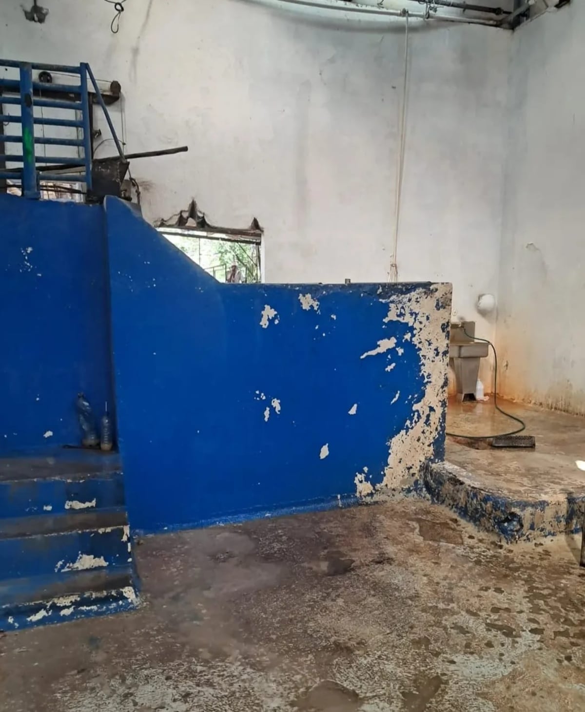 Minsa ordena cierre temporal del matadero municipal de Colón por graves fallas sanitarias