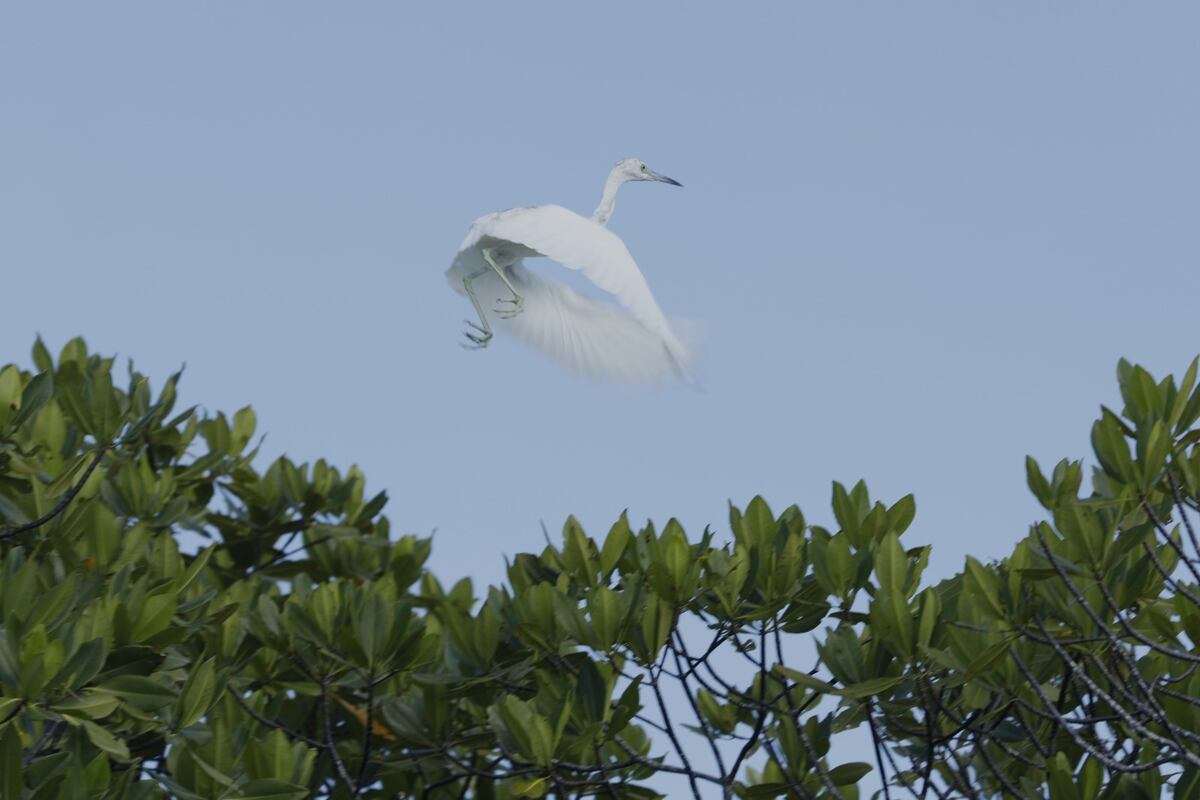 Los Humedales de Panamá Viejo: Un Refugio Natural en la Ciudad