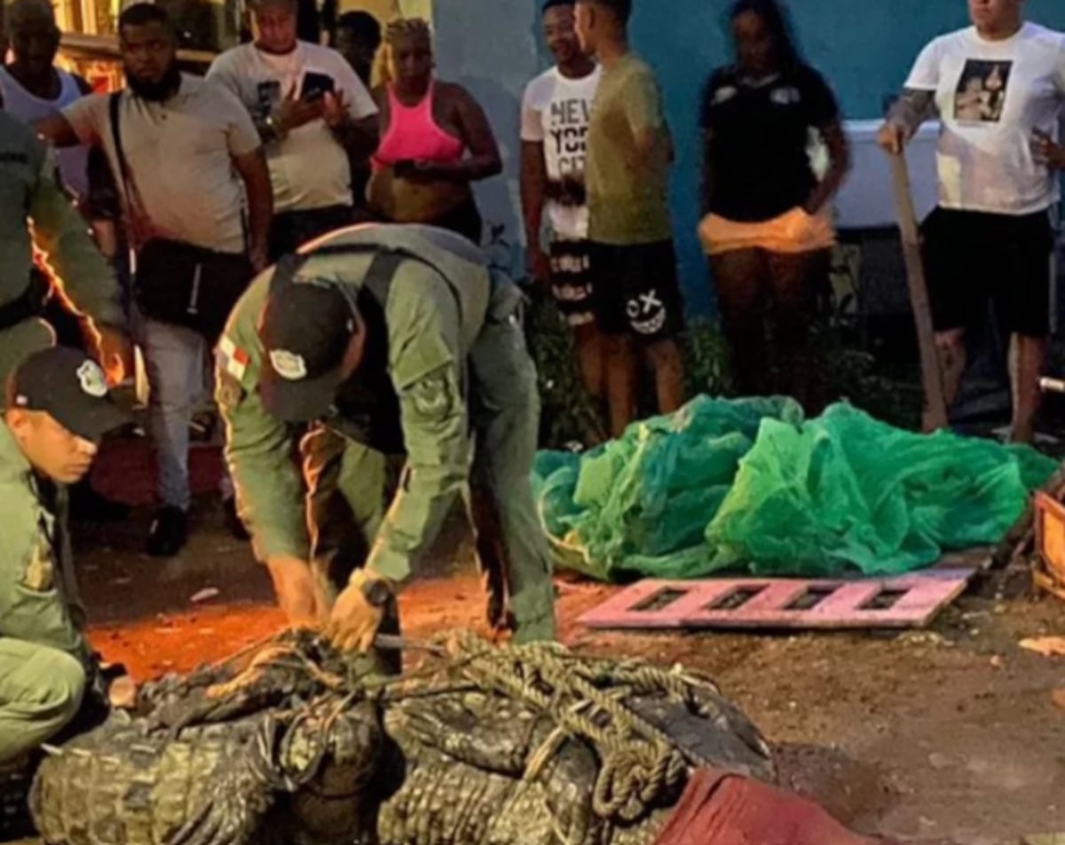 Capturan a cocodrilo de 5 metros cerca de viviendas en Río Abajo