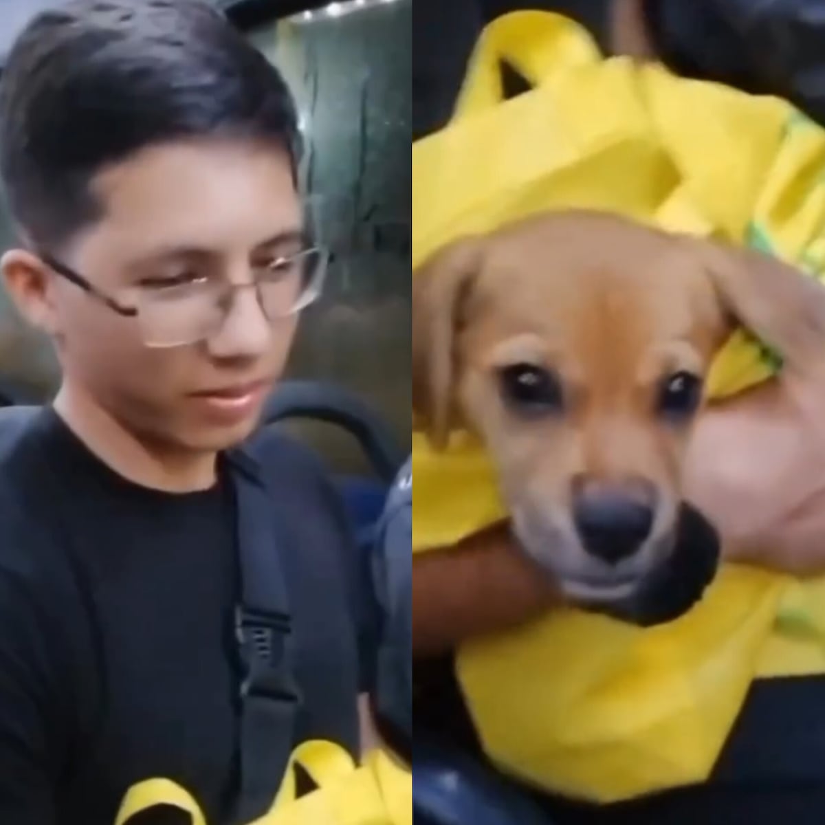 Escándalo en el Metro Bus por negativa a mascota: Pasajeros defienden derechos de un perro