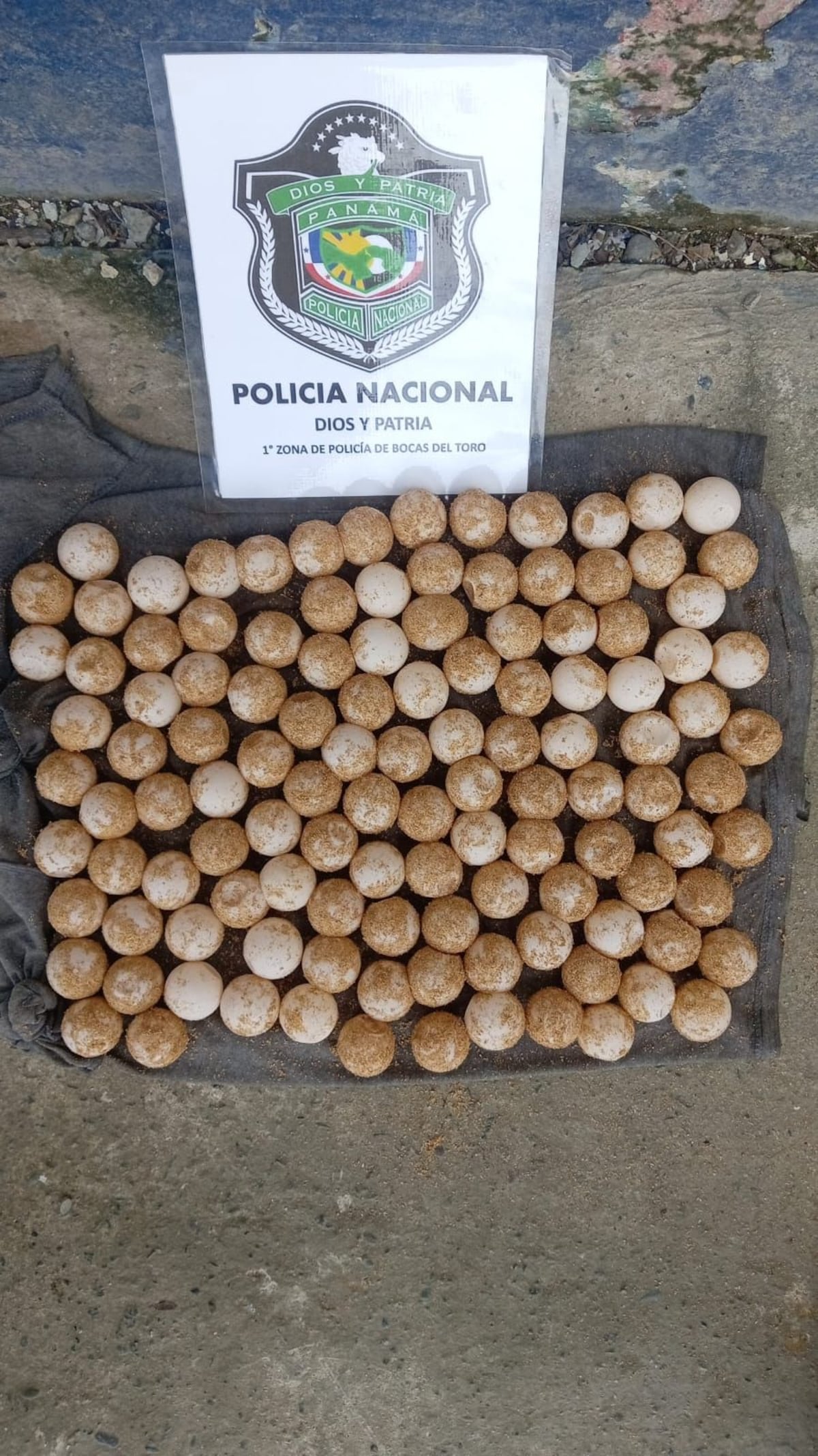 EL ‘NIDO’ LE SALIÓ CARO: Lo agarran en Playa Bluff con 119 huevos de tortuga