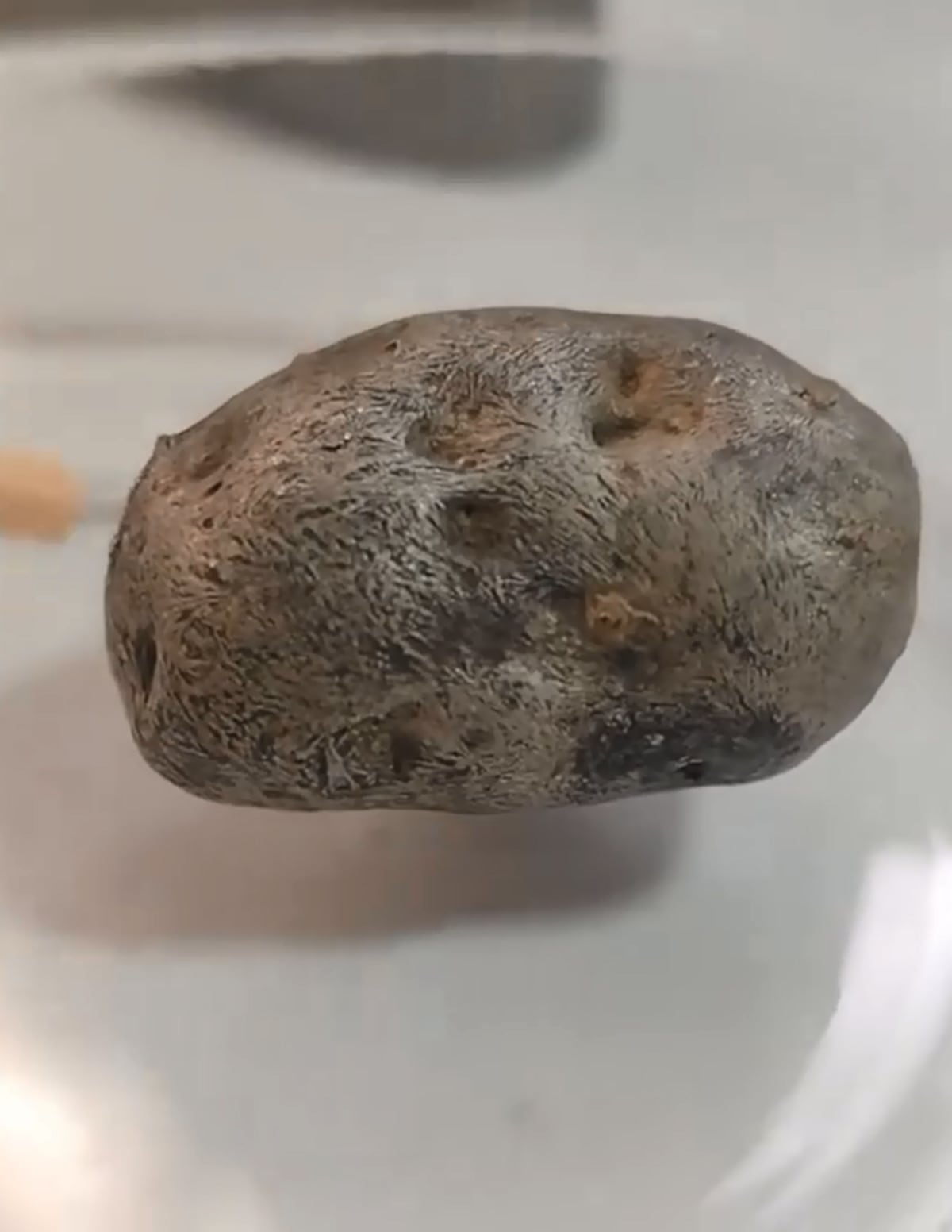 El ‘Venom’ panameño: lo que salió de un meteorito en Pedregal