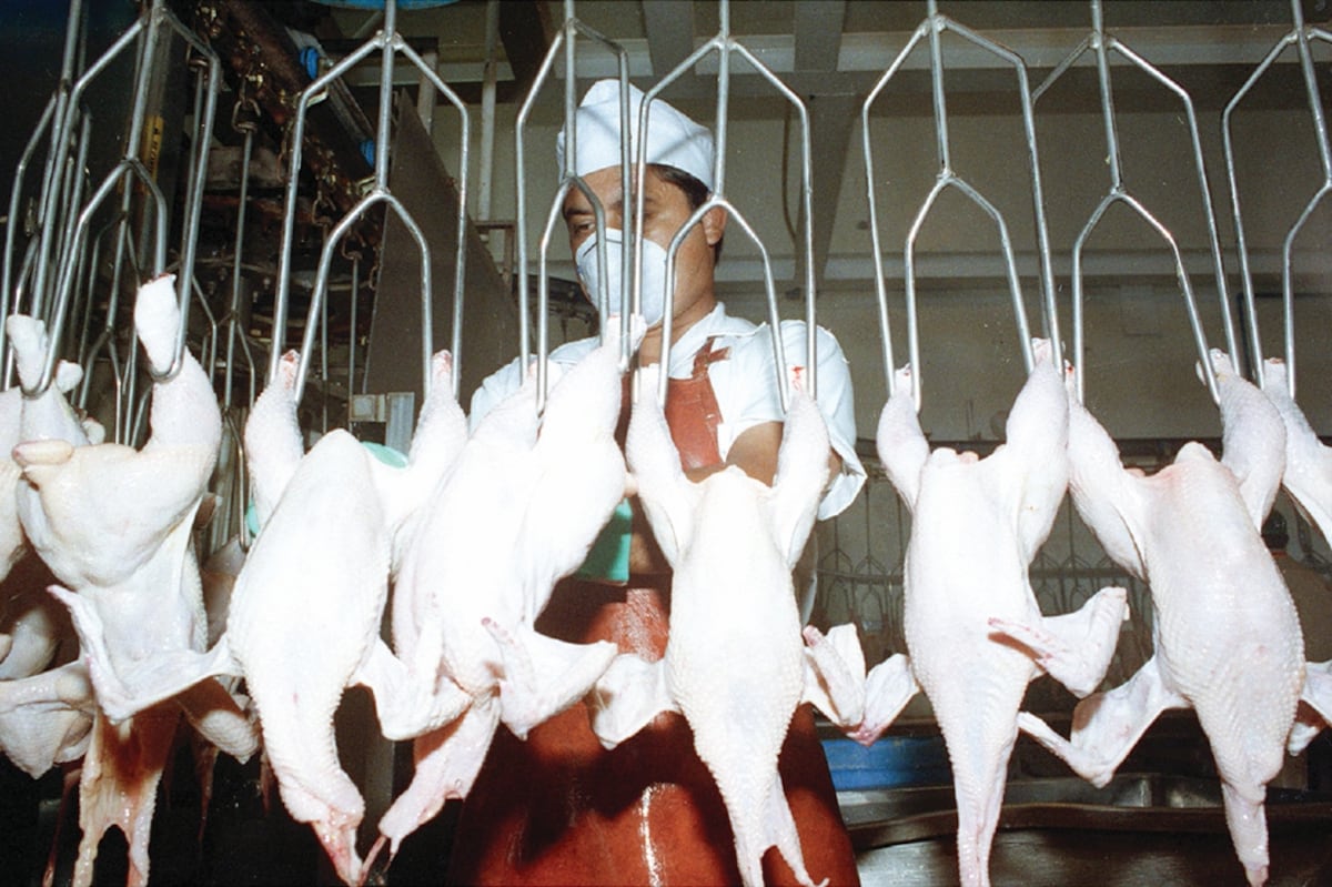 Se activa Comité de Emergencia ante casos de fiebre aviar en norteamerica y Europa