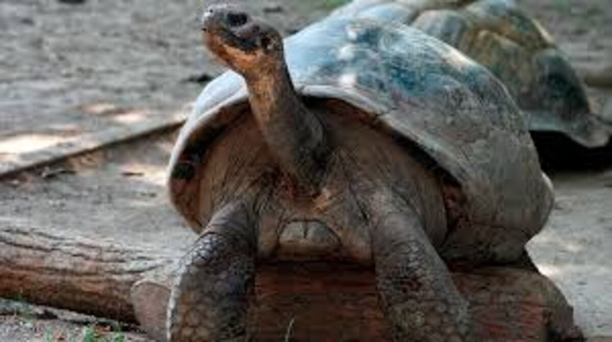 ‘Mommy’ es madre por primera vez a los 100 años