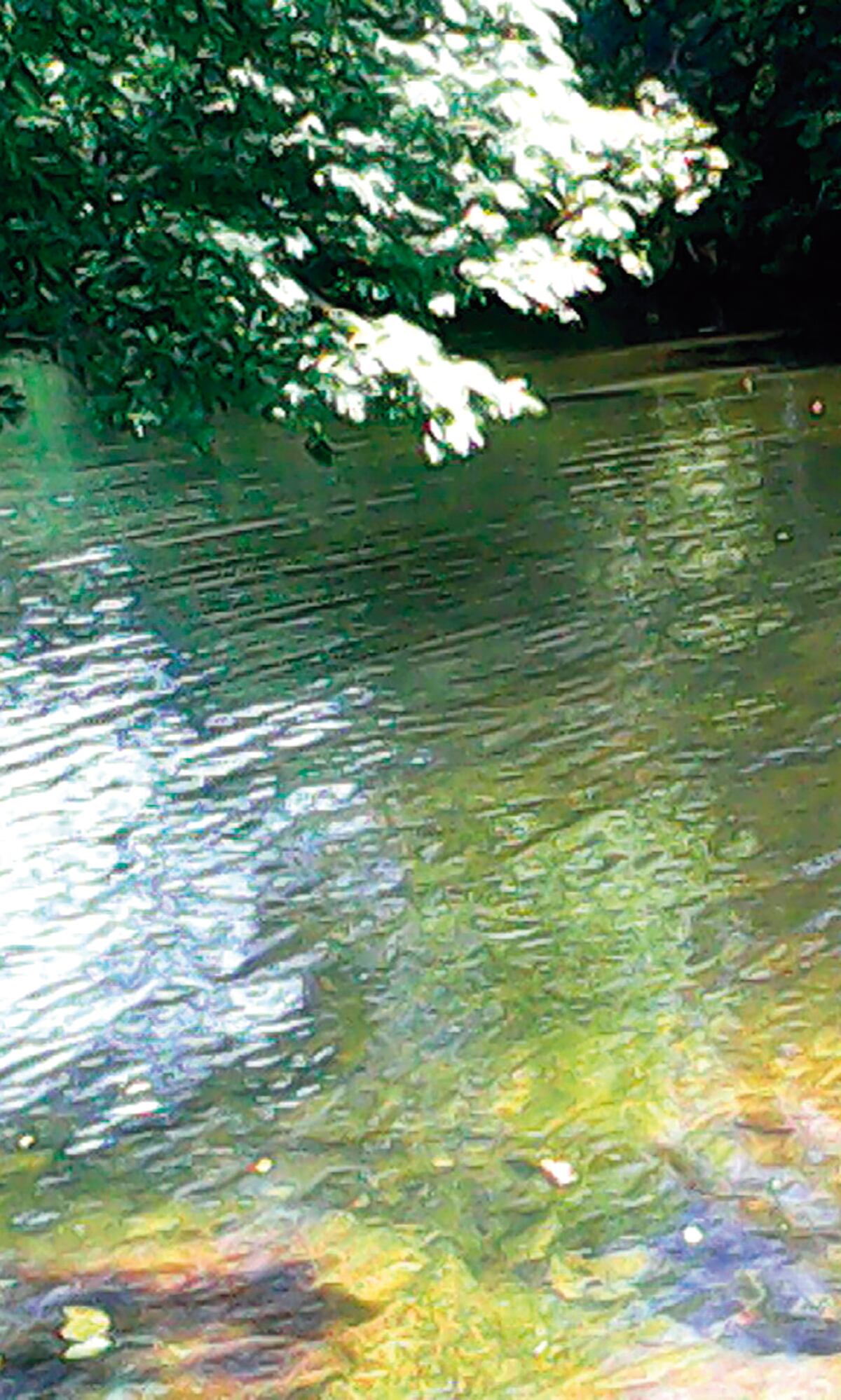 ¡No llegó a los desfiles! Abuelito fue arrastrado por una cabeza de agua en Cañazas, Veraguas