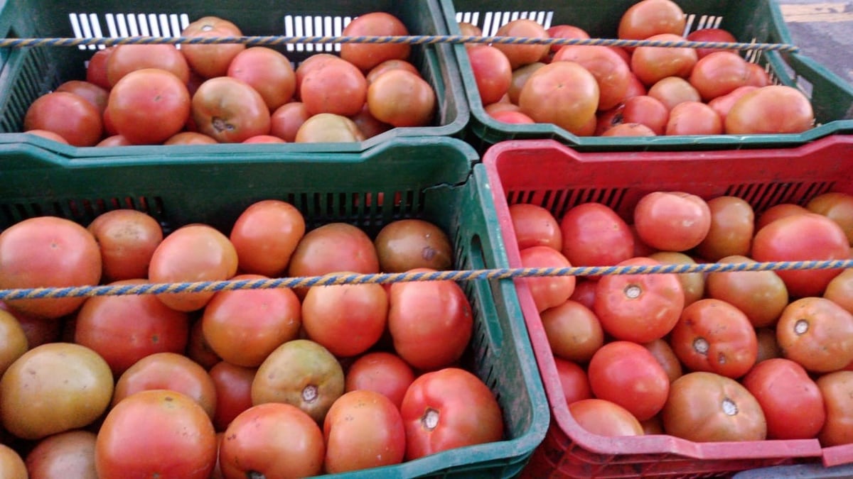 Panamá importará tomate, los factores climáticos afectaron la producción