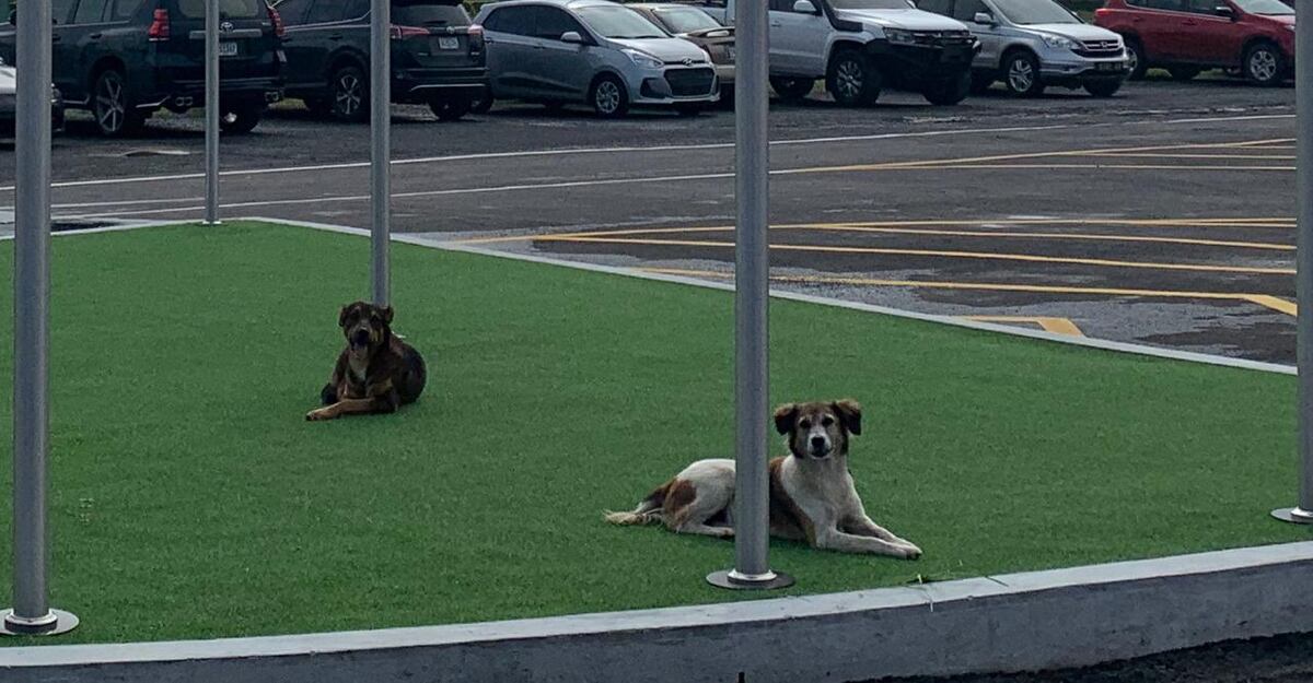 Intentan buscar un hogar para la perrita ‘Modular’, para que no le ocurra lo que a Soli