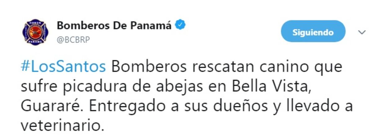 Bomberos rescatan perrito atacado por abejas