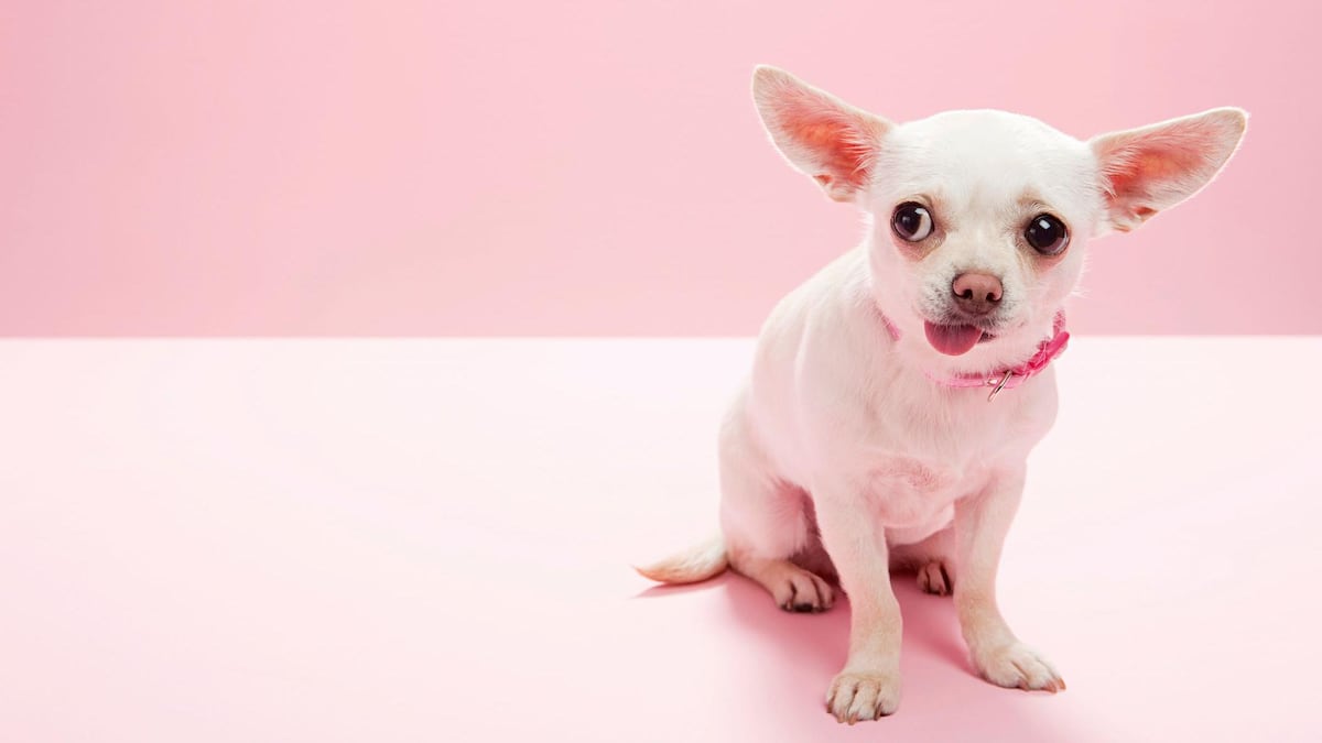 AdoptaFest ofrece vacunación C5, adopciones y servicios gratuitos en el Edificio Hatillo