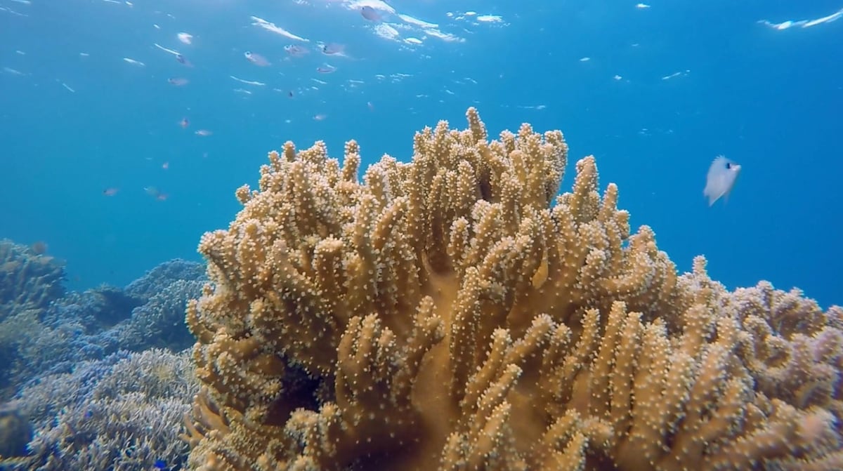 Economía azul: la apuesta de Panamá para cuidar el mar y generar trabajo