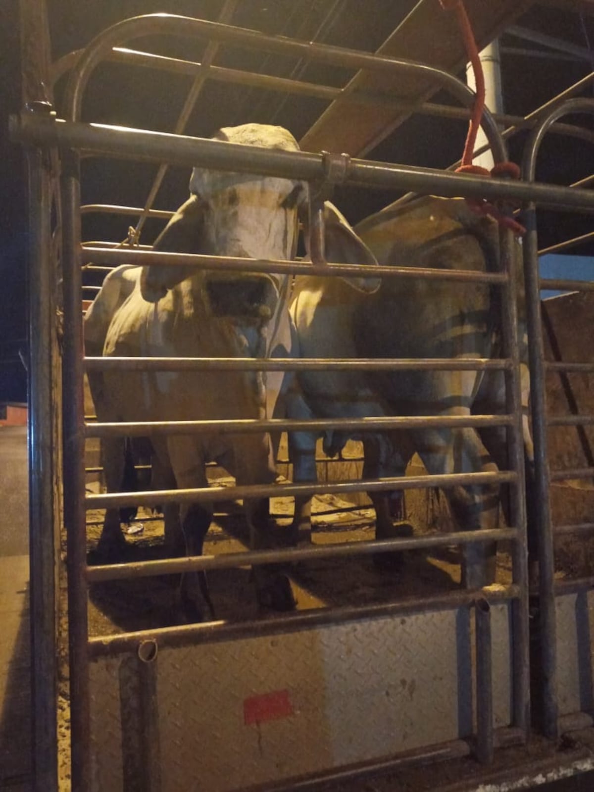 Cuatrerismo acaba con fuente de empleo en Panamá Oeste