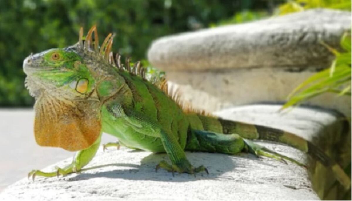 ¡POBRECITAS! El frío en Florida es tan violento que congeló a las iguanas