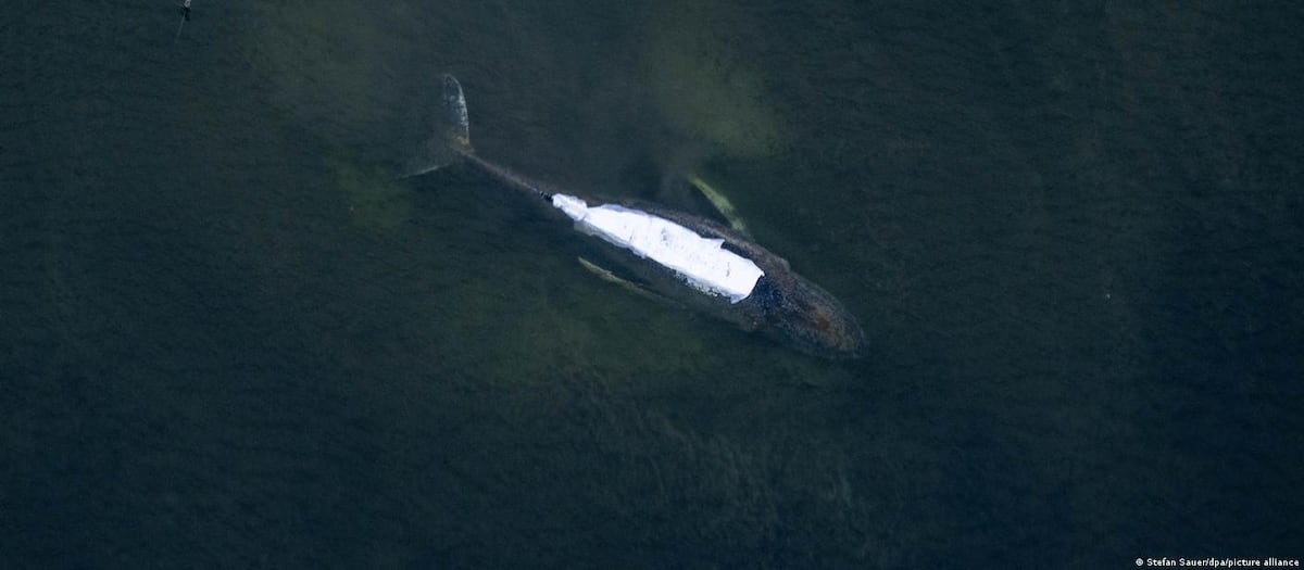 La ballena ‘Timmy’ vuelve a quedar atrapada y su estado empeora