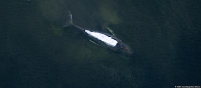 La ballena ‘Timmy’ vuelve a quedar atrapada y su estado empeora