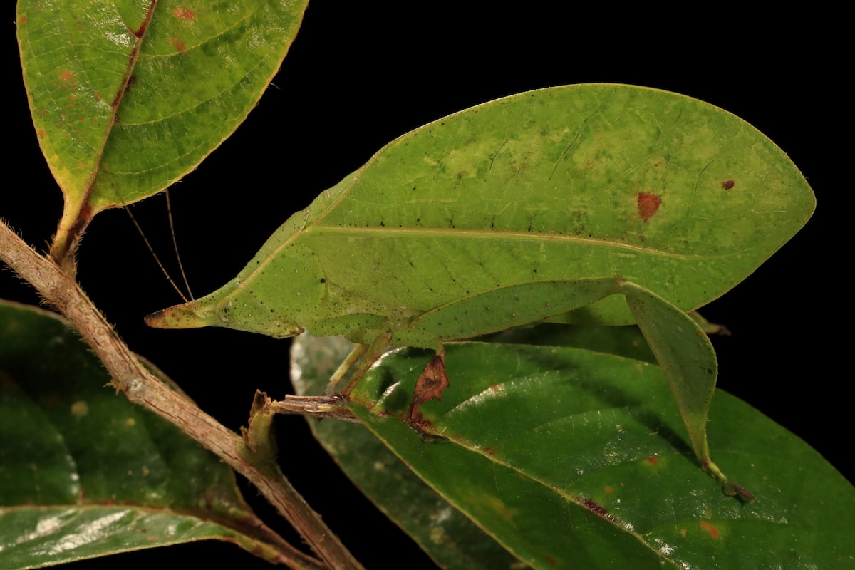 Escuchar a los saltamontes: la nueva forma de estudiar insectos tropicales en Panamá