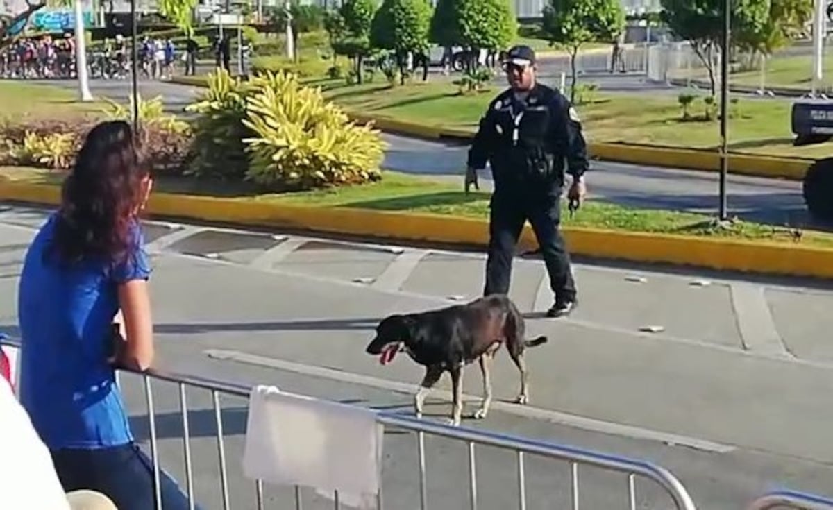 La perra que buscó la bendición del Papa | Video