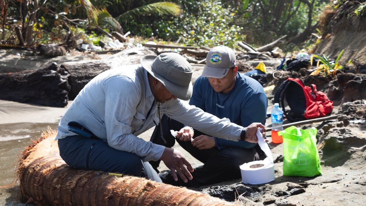 Hallan en Colón fósil de 6 millones de años que reescribe la historia del Istmo