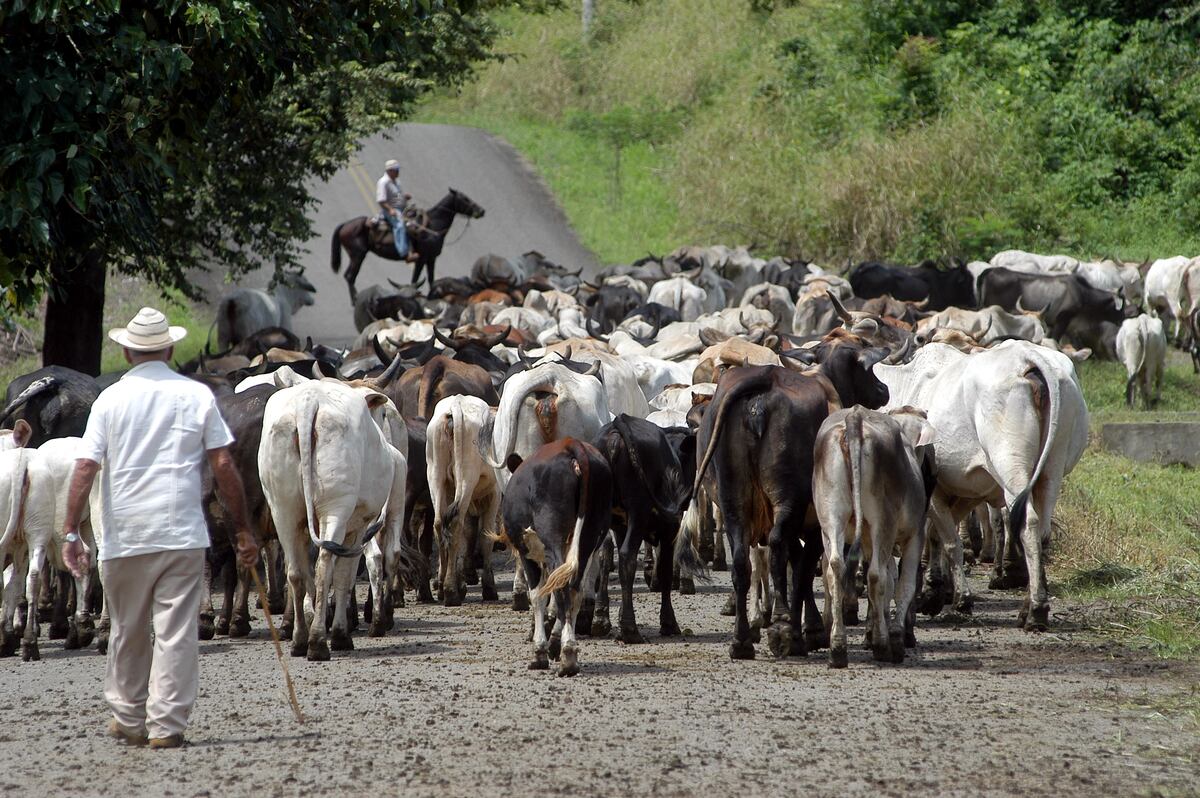 Ganaderos de Panamá Oeste pierden millones por robo de ganado