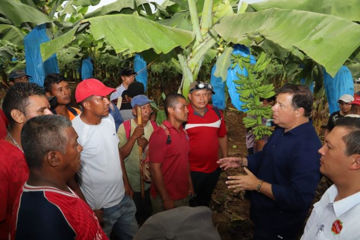 Reactivación de la producción bananera generan más empleos en Puerto Armuelles 