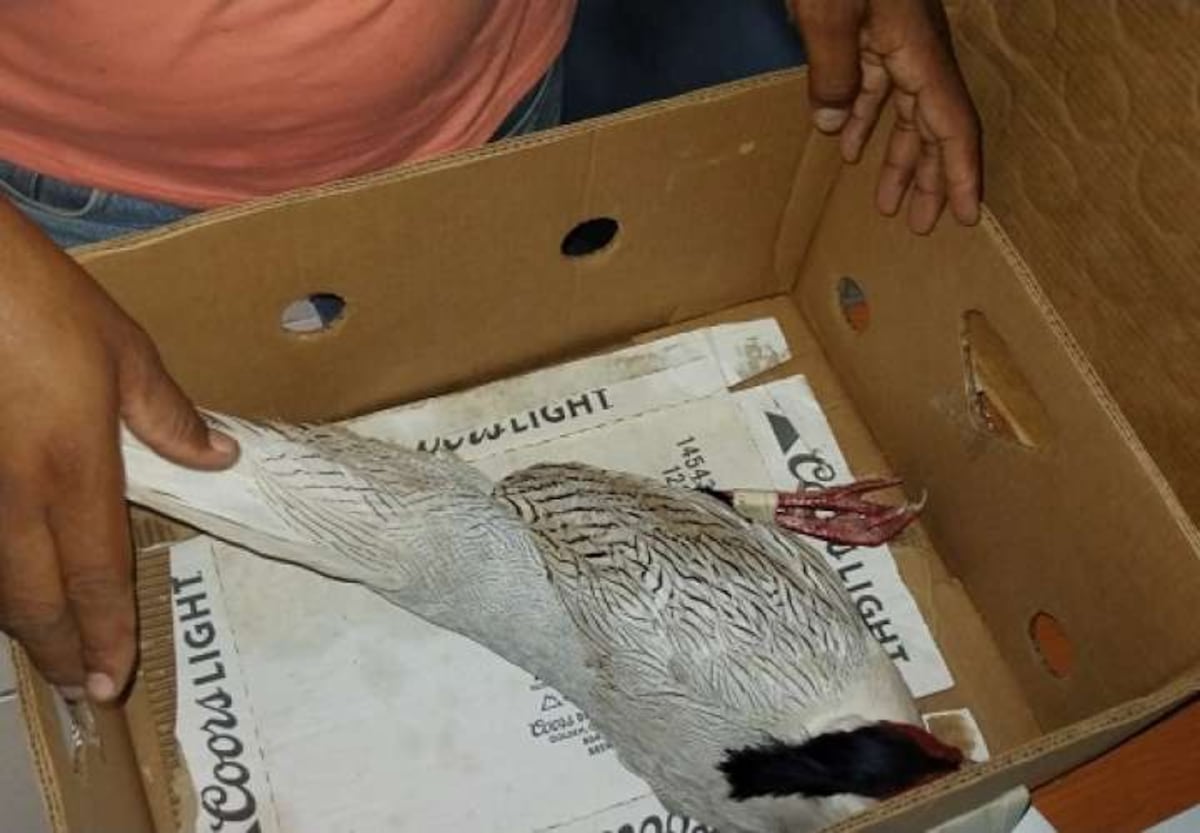 Recuperan uno de los faisanes hurtados del zoológico de El Valle de Antón