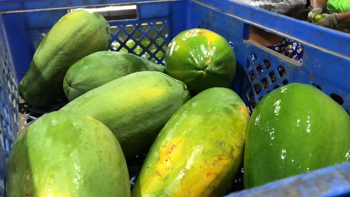 Meto. Ahora los gringos si comerán papayas chiricanas 
