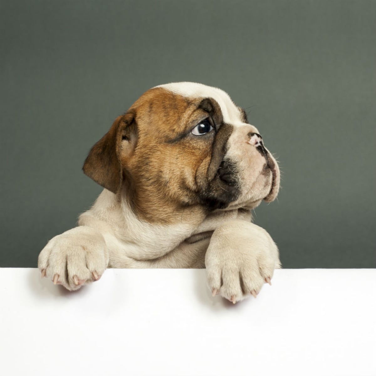 Estudio revela que jugar con perros reduce el estrés en los humanos