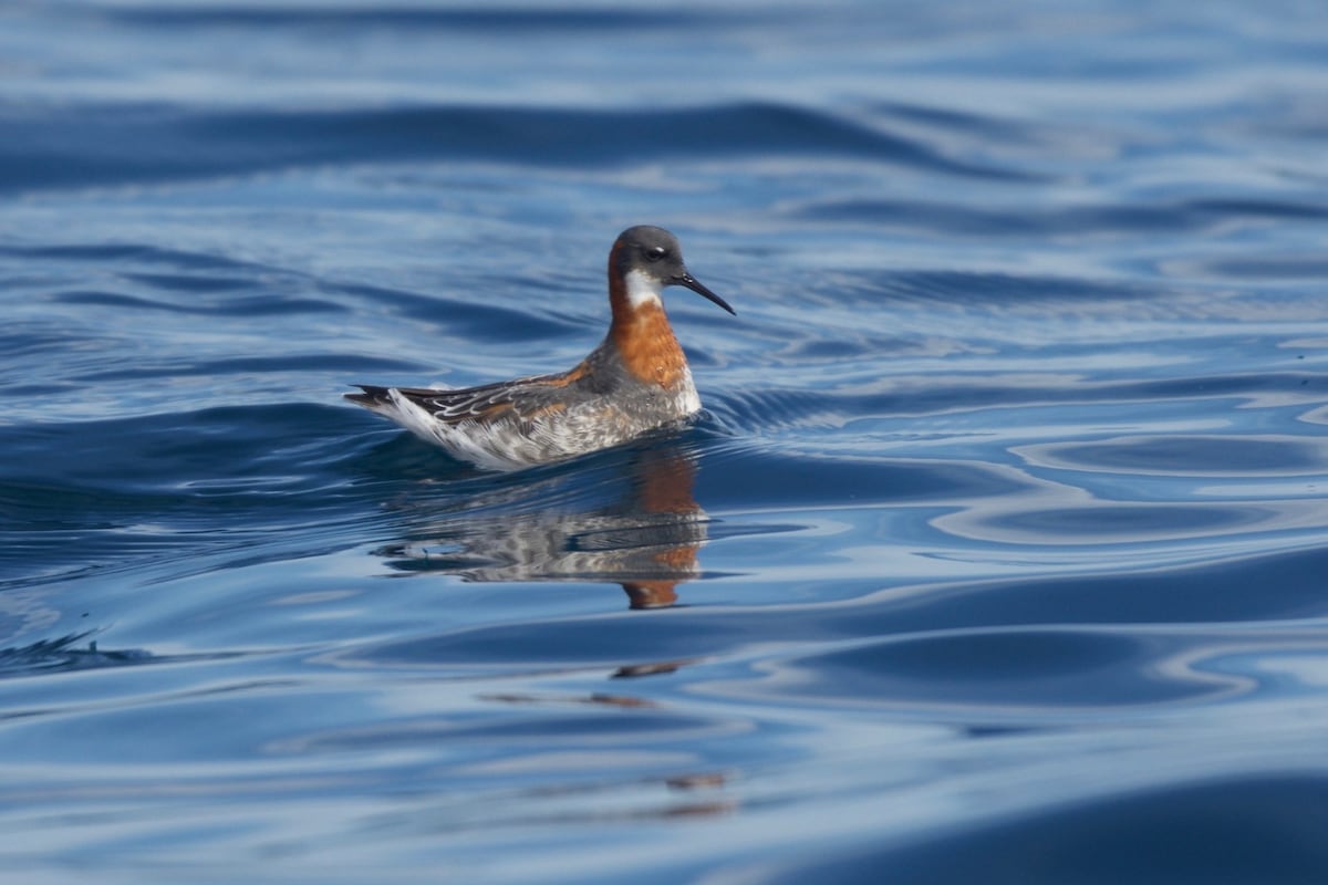 El viaje secreto de las aves que hace escala en Panamá