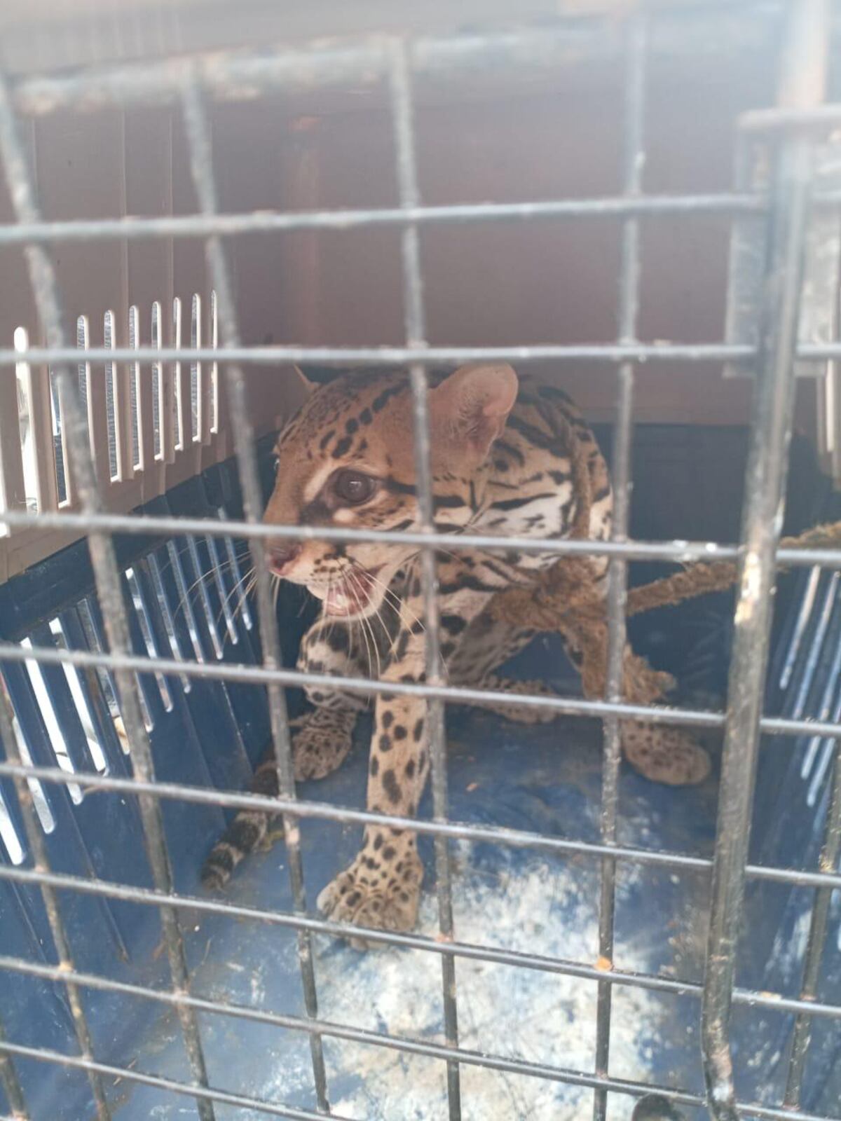 ¡Libre otra vez! Cría de ocelote rescatada en Colón vuelve a la selva del Parque Soberanía