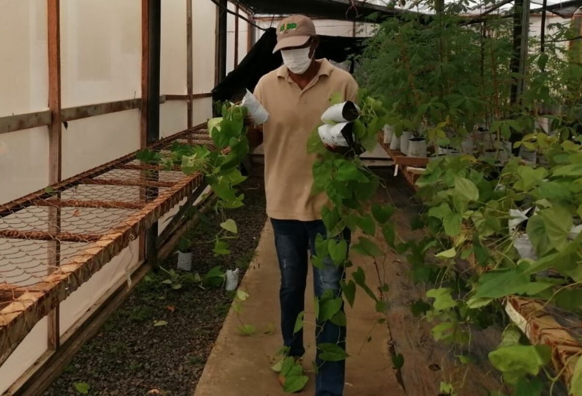 Idiap saca semillas ‘in vitro’ y las dona al INA