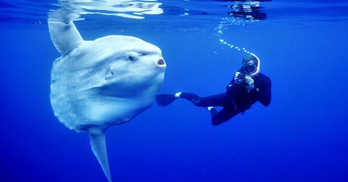 Sorprendente hallazgo en una playa australiana. Confunden a pez con una roca