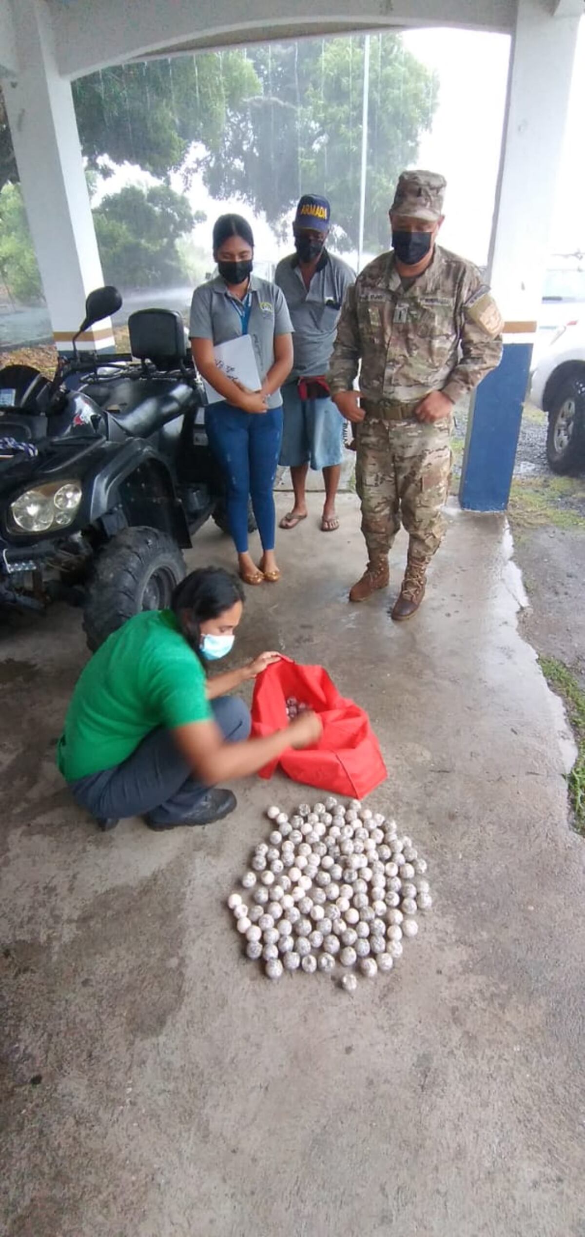 Decomisan 229 huevos de tortuga Lora en Punta Chame