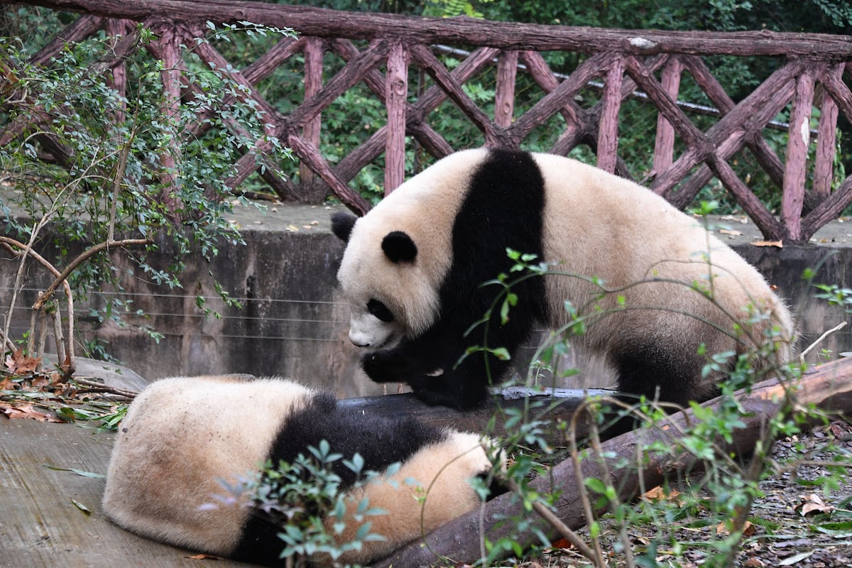 Los pandas: Un tesoro chino que deslumbra al planeta entero