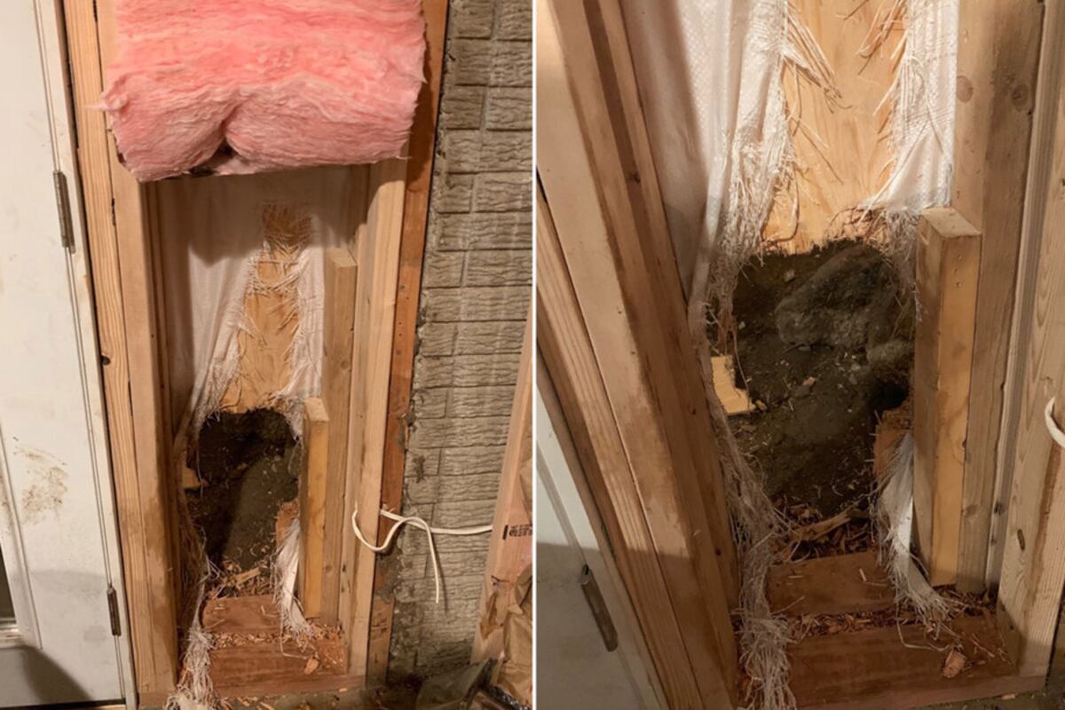 El común olor que atrajo a un oso en Colorado