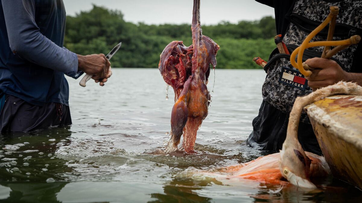 En Venezuela comen flamencos y cuervos