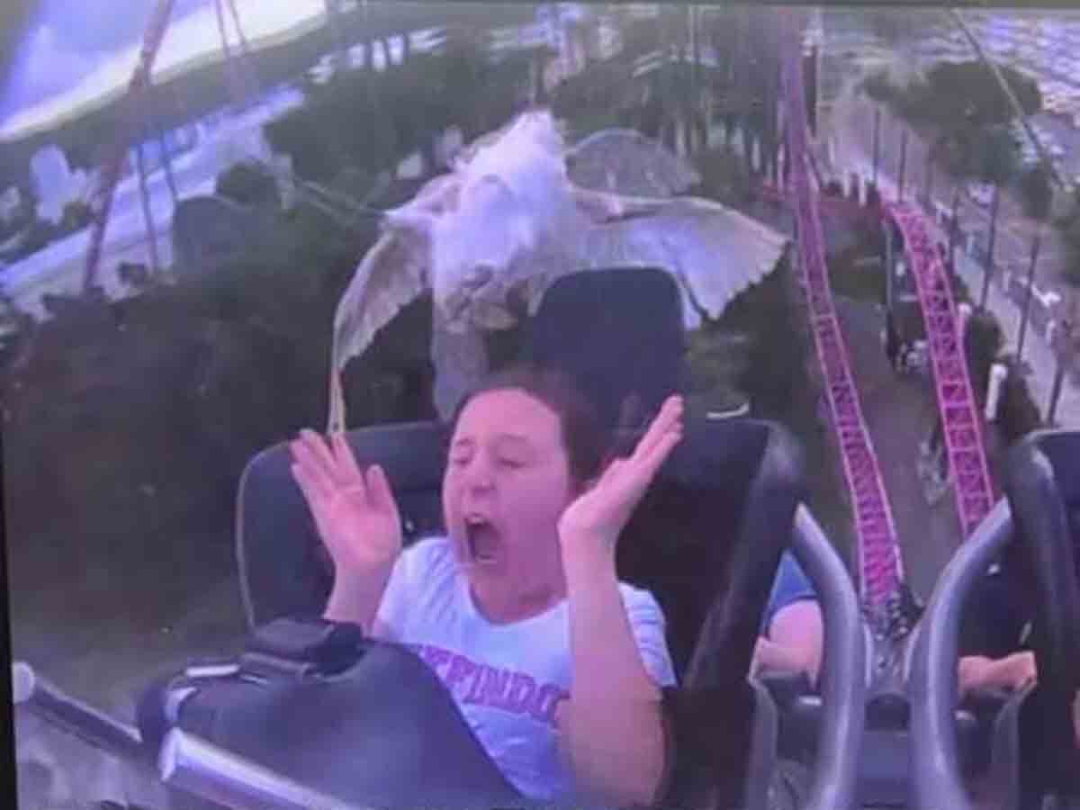 Se sube a montaña rusa y un ave choca contra su cara. Video 