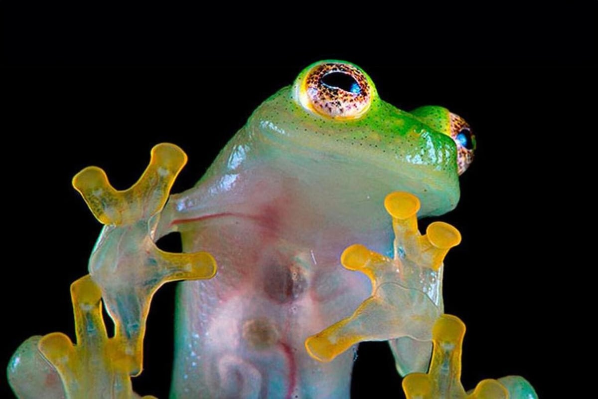 Rana de cristal sorprende al mundo con un legado olímpico