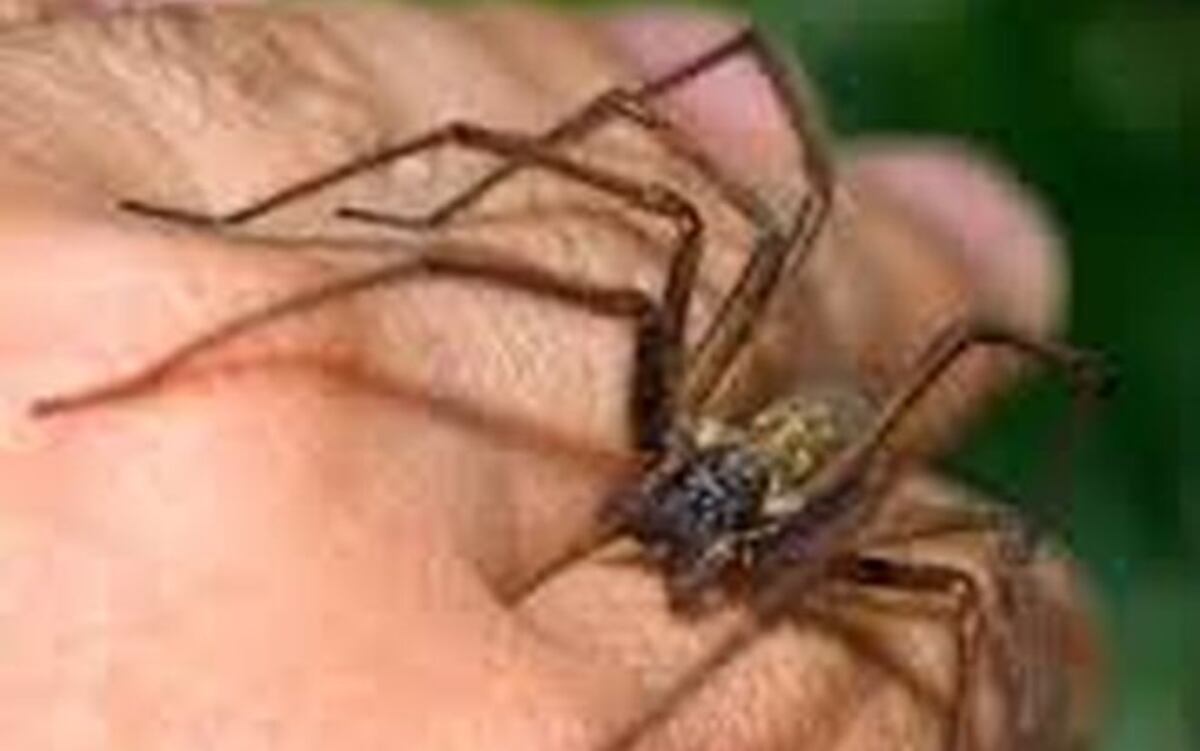 Muere niño por picadura de araña en Bocas del Toro