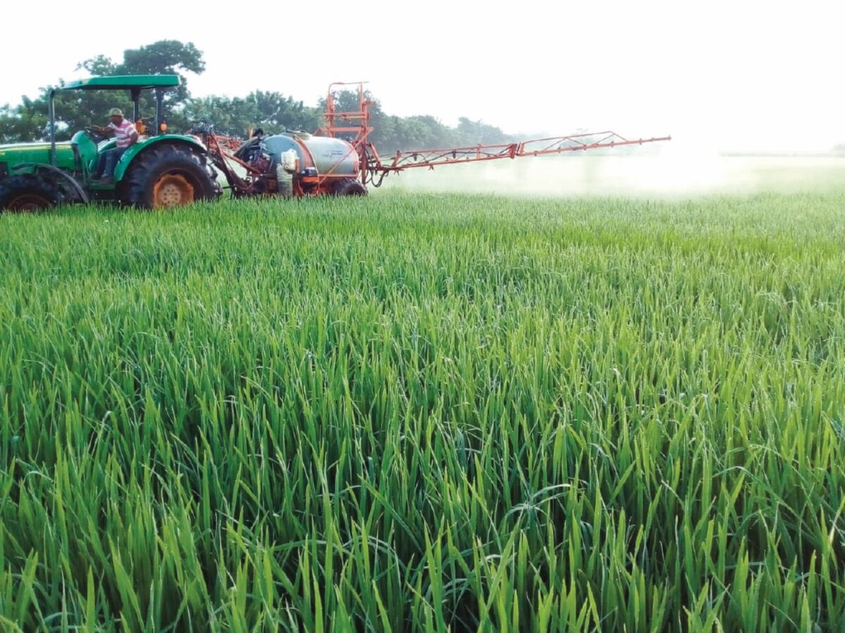 Productores de arroz incrementarán más las hectáreas de siembra para garantizar el grano