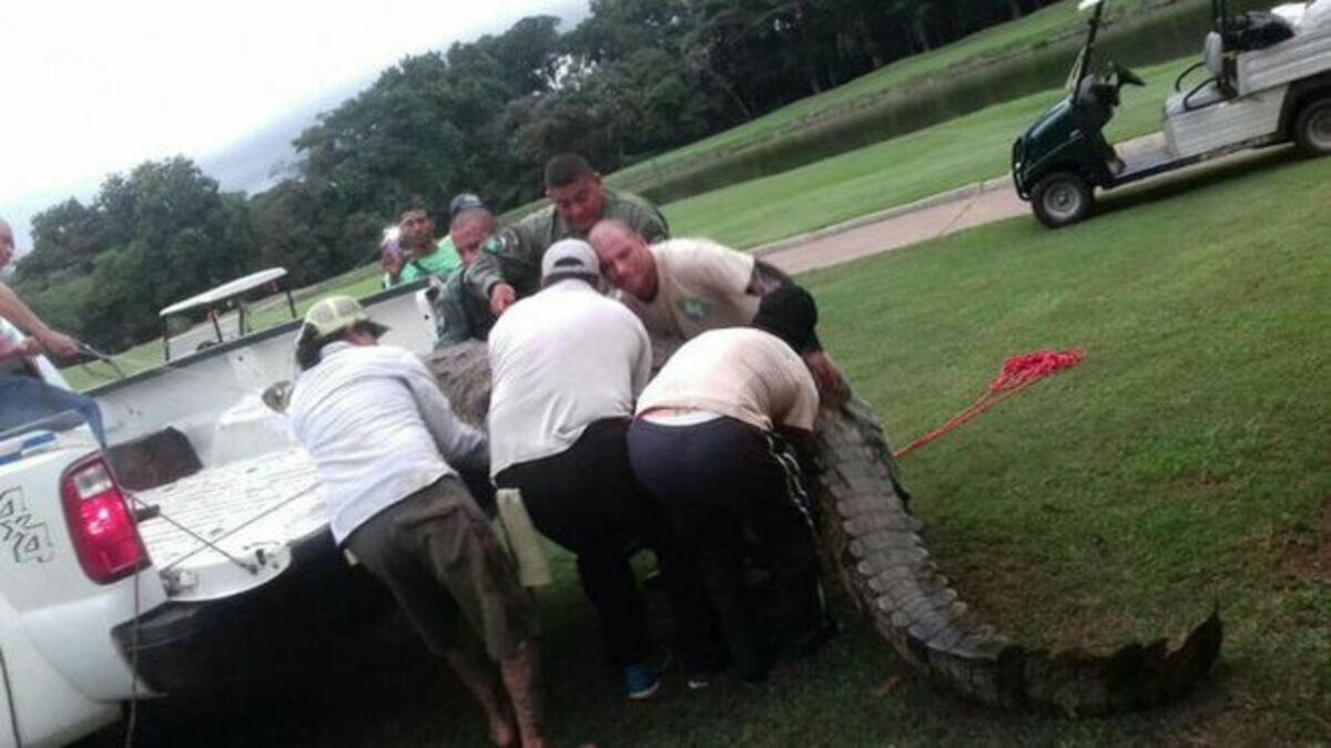 Capturan a cocodrilo en pleno campo de golf